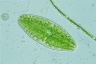 Netrium digitus