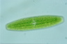 Netrium digitus