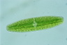 Netrium digitus