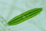 Netrium digitus