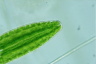 Netrium digitus