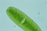 Netrium oblongum