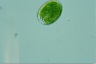 Perispira ovum