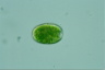 Perispira ovum