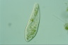 Paramecium