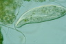 Paramecium