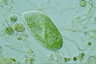 Paramecium bursaria