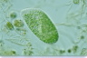 Paramecium bursaria