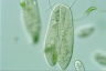 Paramecium