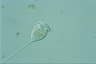 Vorticella