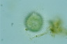 Acanthocystis turfacea