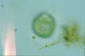 Acanthocystis turfacea