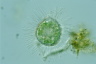 Acanthocystis turfacea