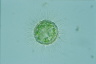 Acanthocystis turfacea