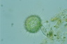 Acanthocystis turfacea