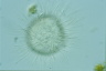 Acanthocystis turfacea