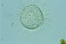 Acanthocystis turfacea