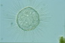 Acanthocystis turfacea