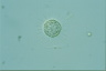 Acanthocystis