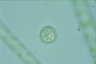 Acanthocystis