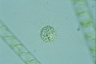 Acanthocystis