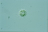 Acanthocystis