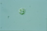 Acanthocystis