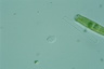 Discamoeba anthyllion