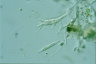 Thalassomyxa