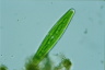 Closterium libellula