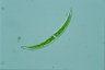 Closterium dianae