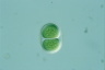 Chroococcus turgidus