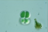 Chroococcus turgidus