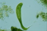 Euglena spirogyra