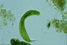 Euglena spirogyra