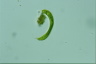 Euglena spirogyra