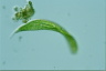 Euglena spirogyra