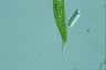 Euglena spirogyra