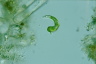 Euglena mutabilis