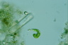 Euglena mutabilis