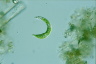 Euglena mutabilis