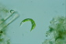 Euglena mutabilis