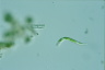 Euglena mutabilis