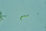 Euglena mutabilis