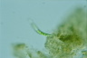 Euglena mutabilis