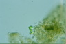 Euglena mutabilis