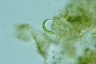 Euglena mutabilis