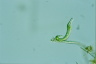 Euglena mutabilis