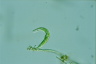 Euglena mutabilis