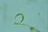 Euglena mutabilis